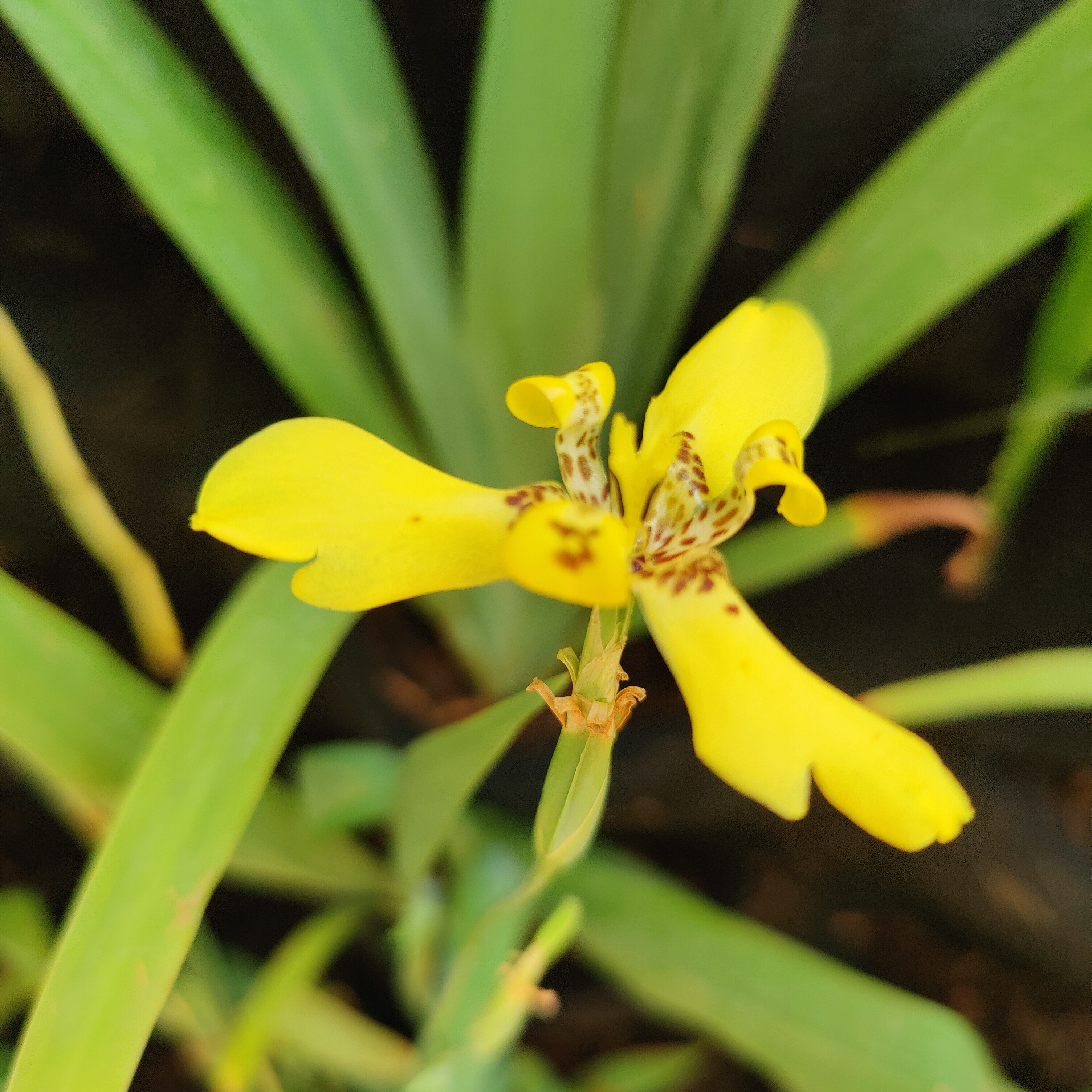 Yellow Iris